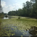 7 Reasons Invasive Species Are a Bigger Threat After a Hurricane